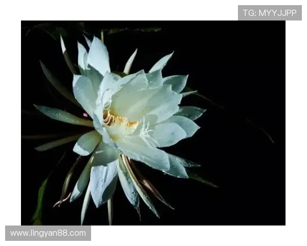 杜埃是否昙花一现：新星表现可持续性分析